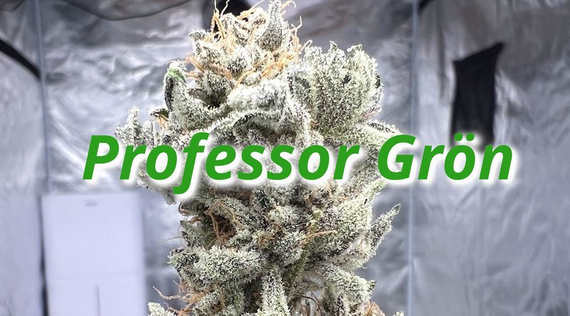 ProfessorGrön logo